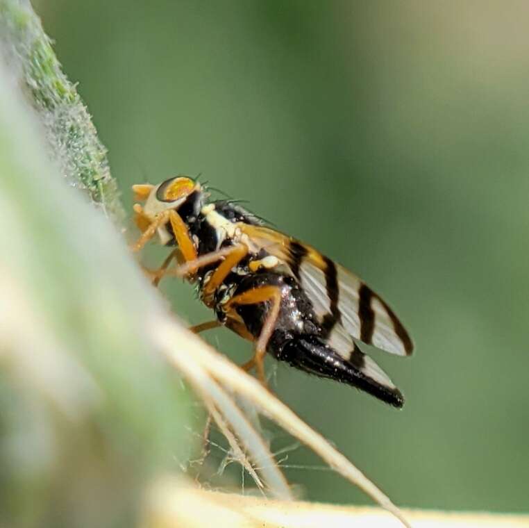 Imagem de Urophora sirunaseva (Hering 1938)