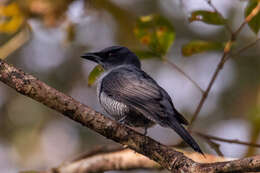 Image of Andaman Cuckooshrike