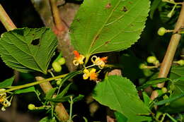 Image of Grewia eriocarpa Juss.