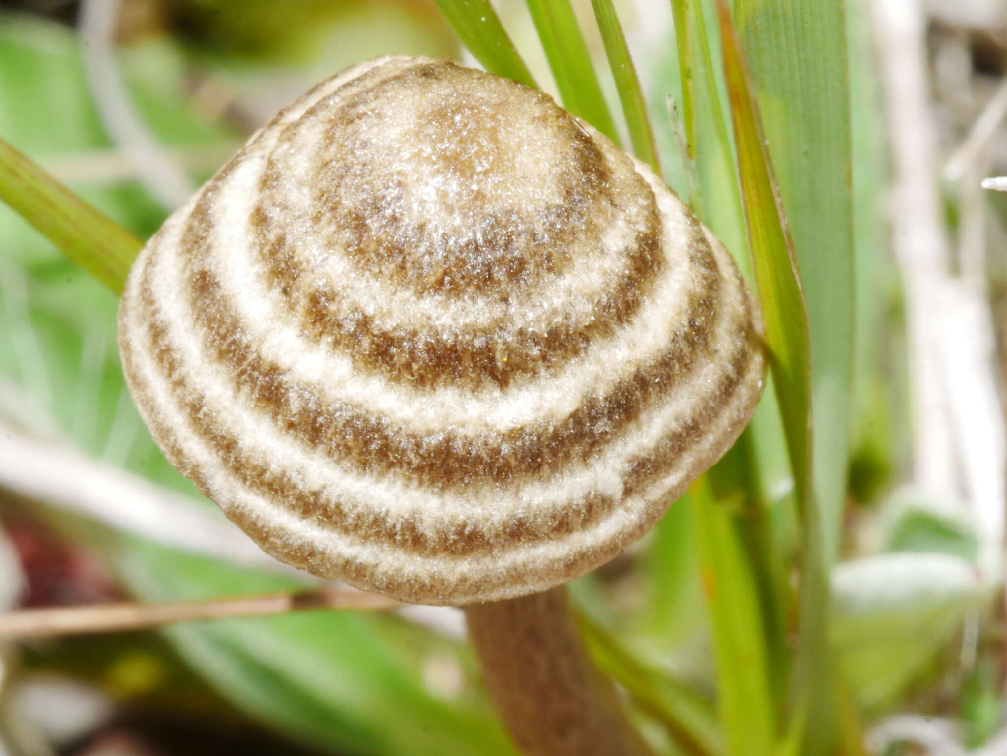 Image of Entoloma perzonatum E. Horak 1973