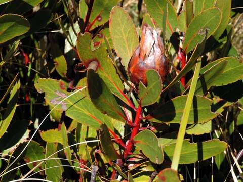 Image de Protea inyanganiensis Beard