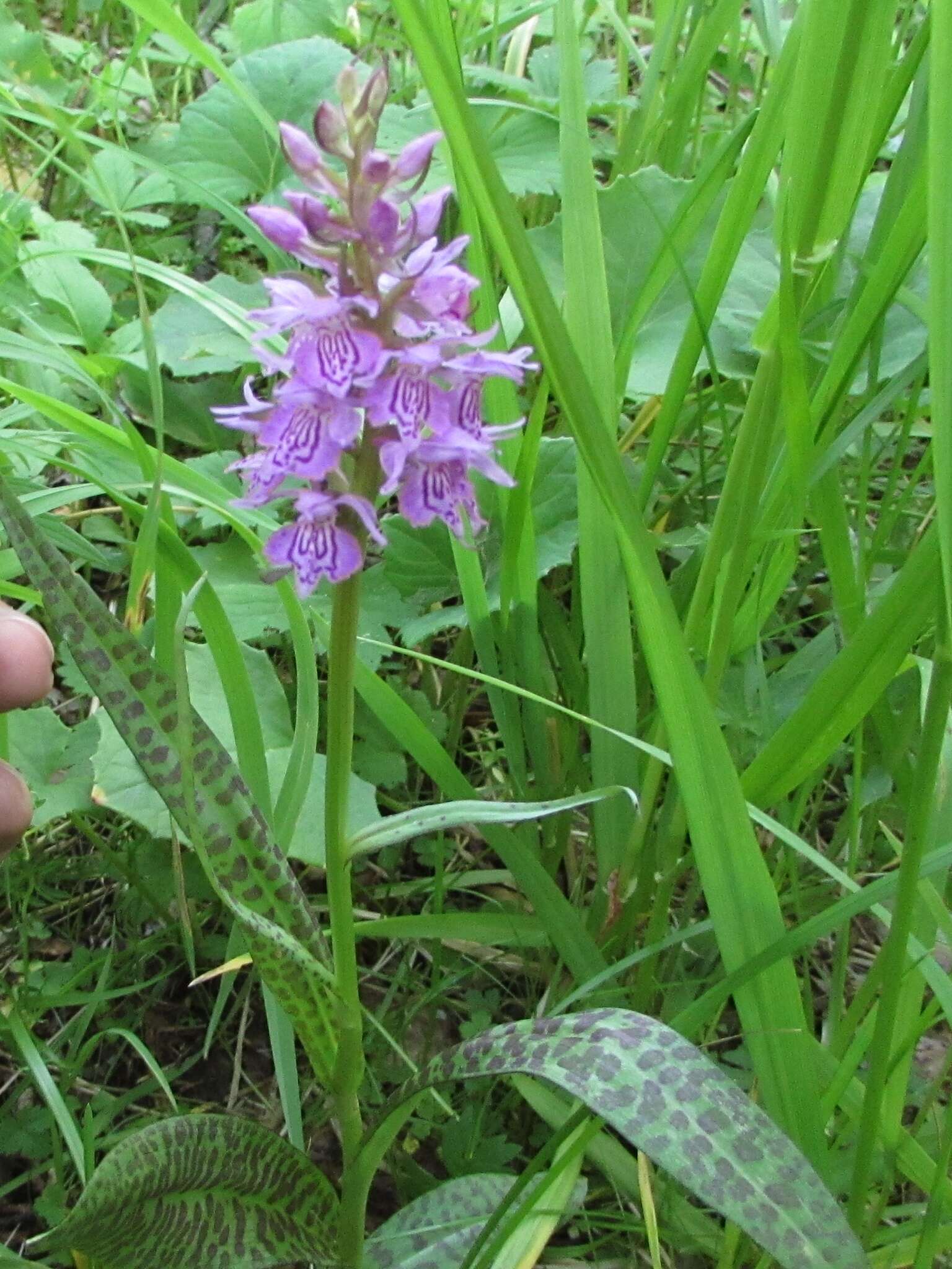 Image de Dactylorhiza sibirica Efimov