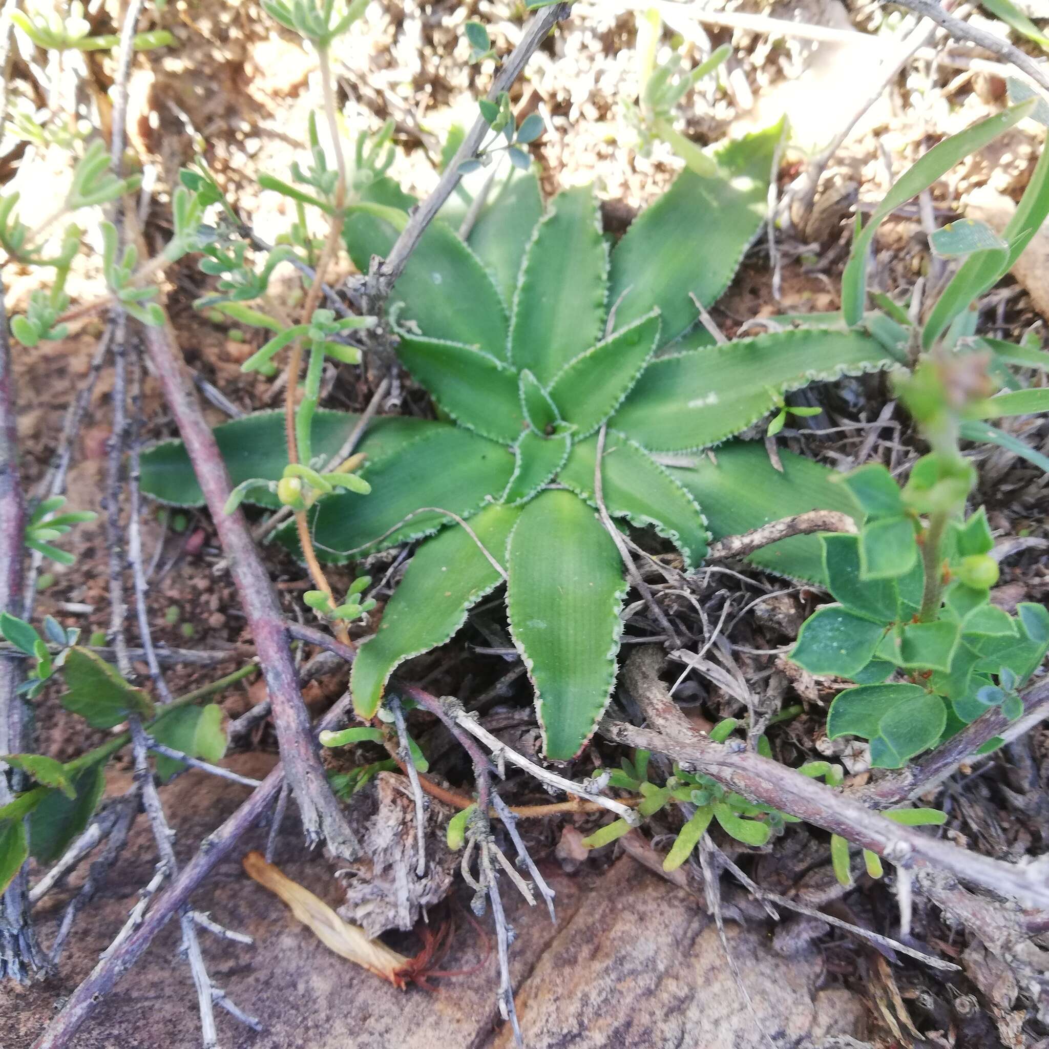 Image of Chlorophytum crispum (Thunb.) Baker