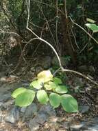 Image of Yellow trumpet tree