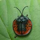 Discomorpha (Discomorpha) salvini (Baly 1864)的圖片