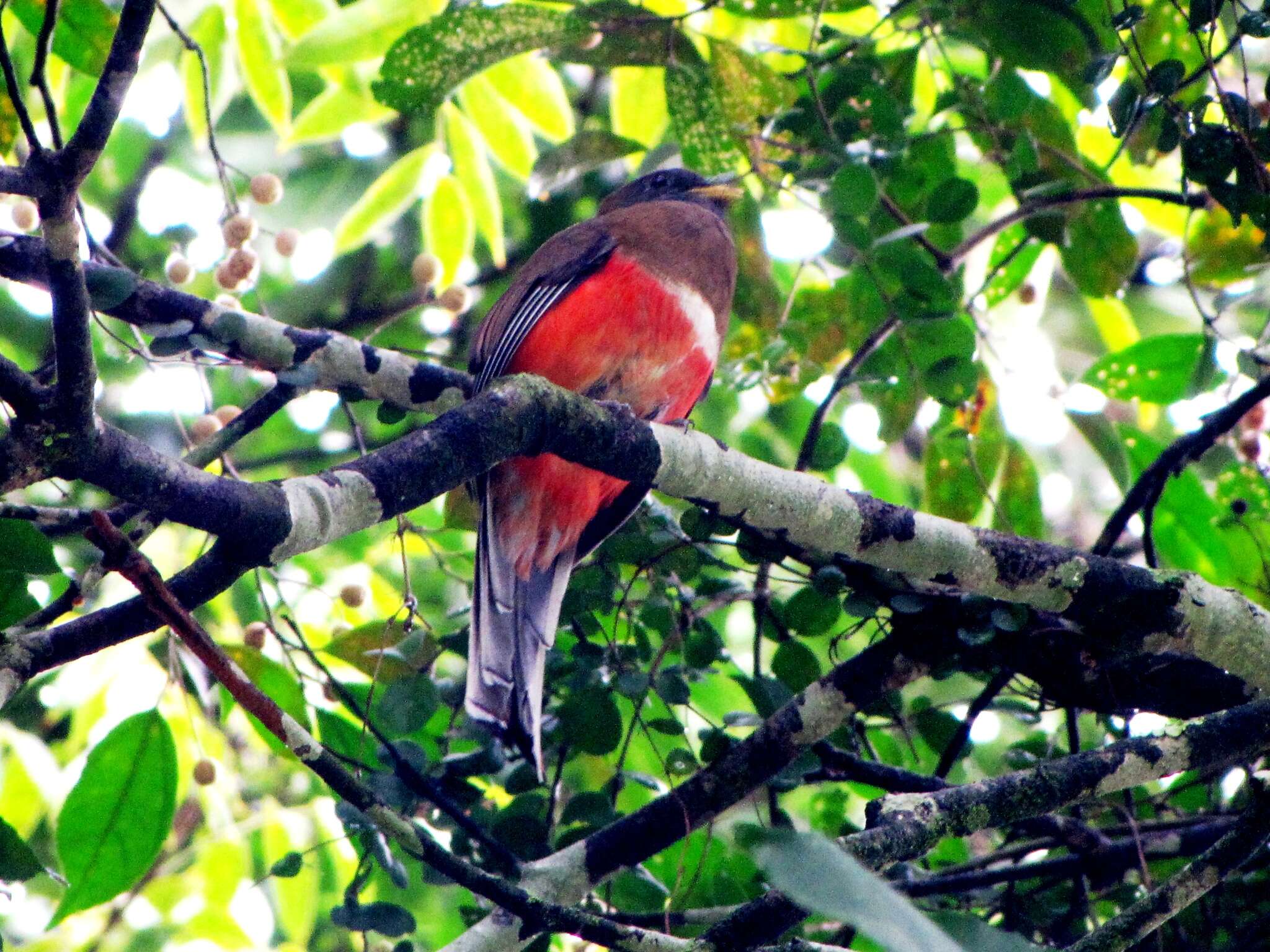 Слика од Trogon collaris puella Gould 1845