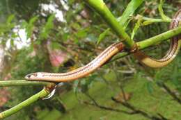 Image of Litter Snake