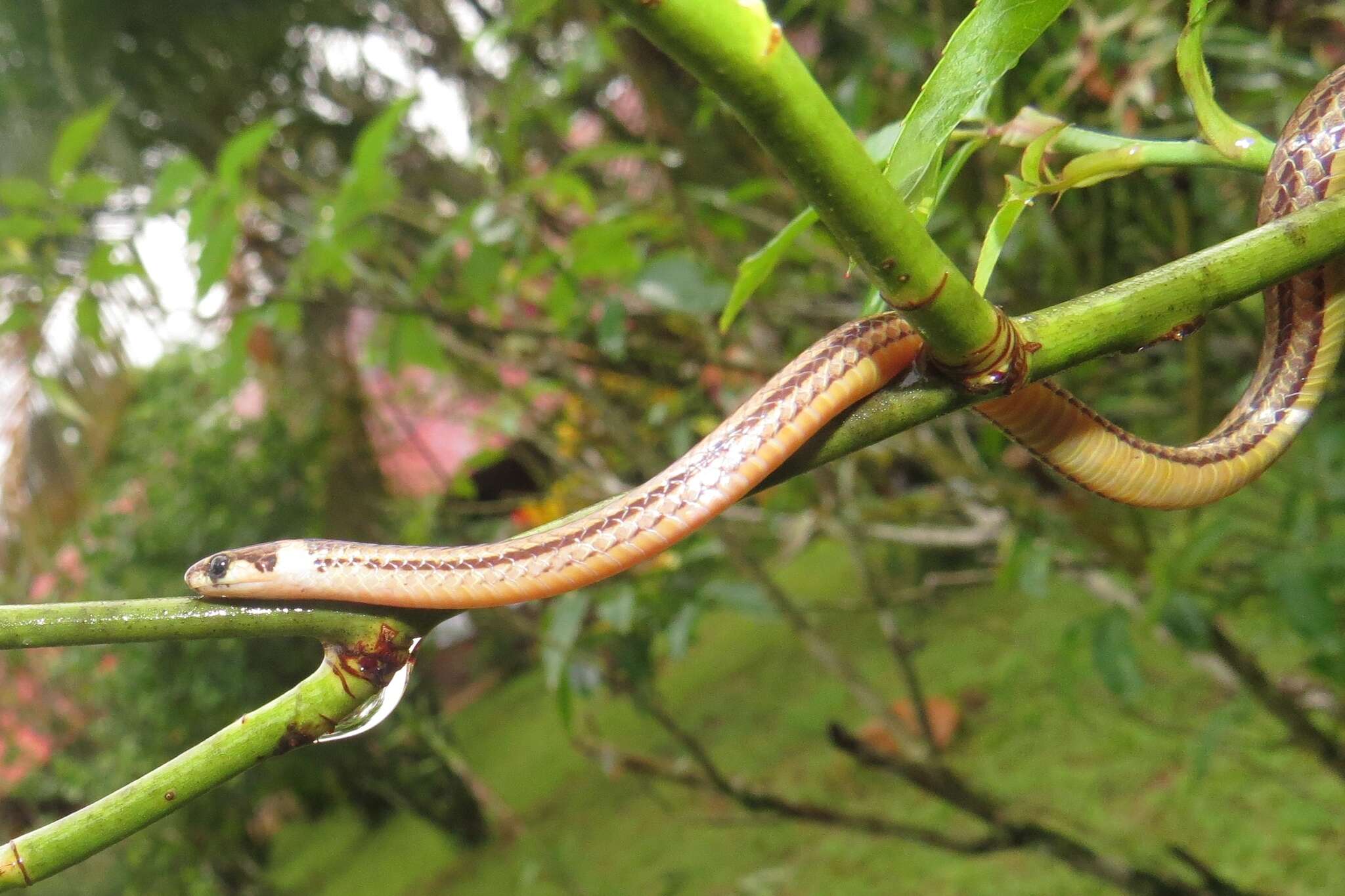 Image of Litter Snake