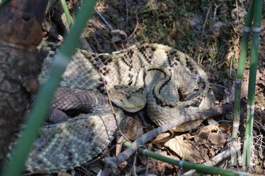 Crotalus culminatus Klauber 1952 resmi