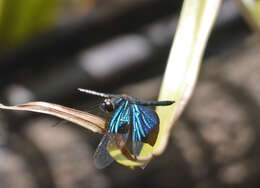 Image of Rhyothemis resplendens Selys 1878