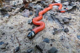 Image of Broadhead Ground Snake