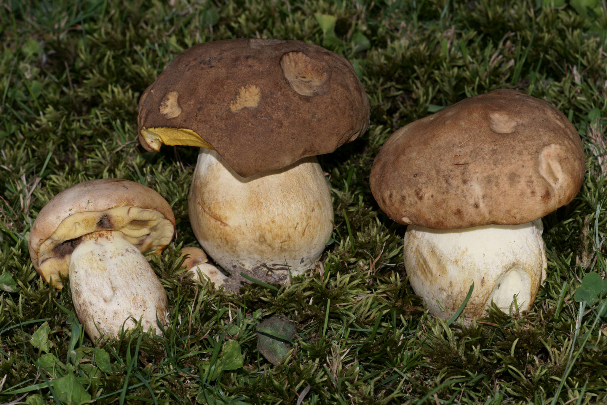 Image of Boletus huronensis A. H. Sm. & Thiers 1971