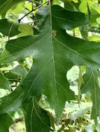 Image of Stigmella quercipulchella (Chambers ex Hayden 1882) Wilkinson et al. 1979