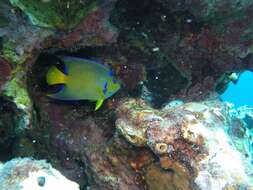 Image of Angelfish