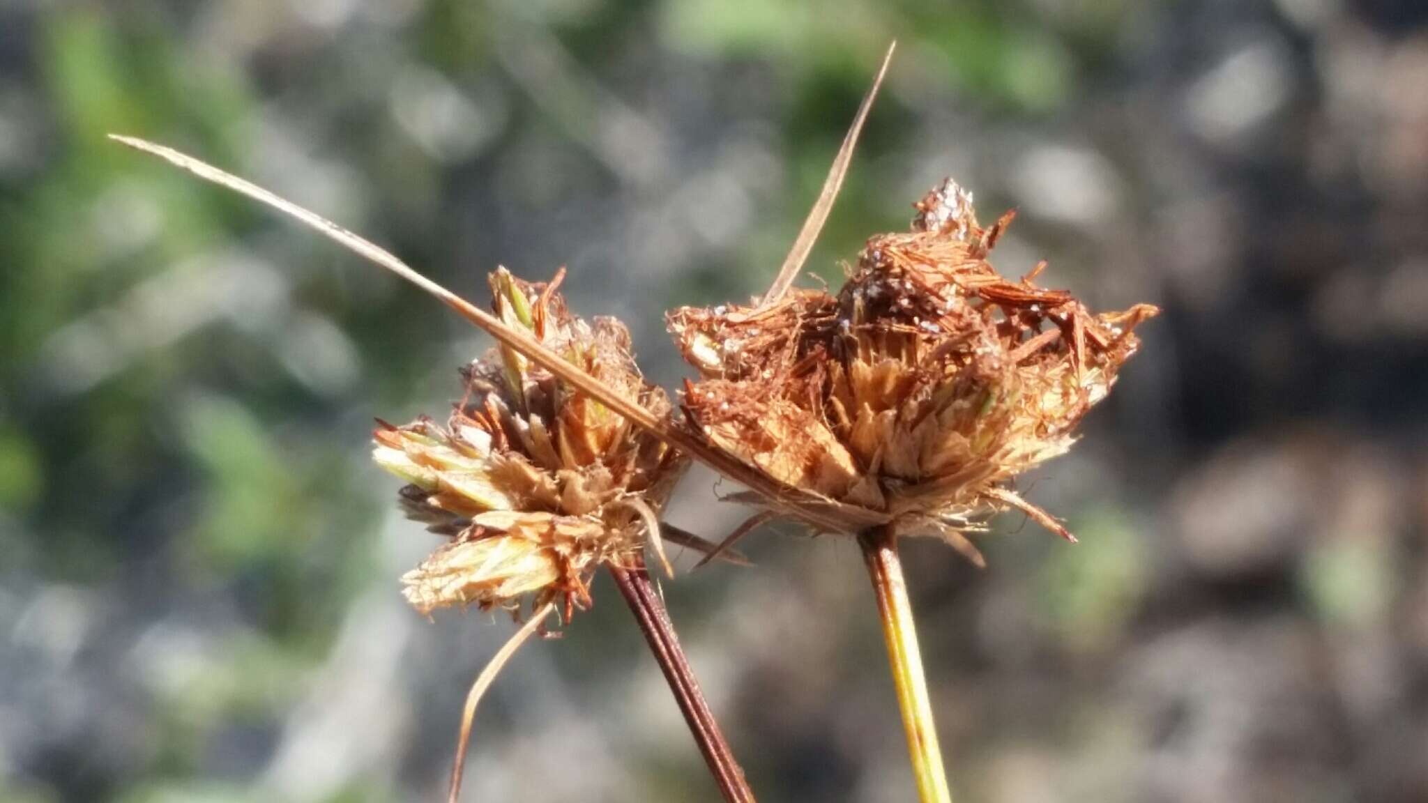 Plancia ëd Bulbostylis warei (Torr.) C. B. Clarke