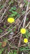 Image of coltsfoot