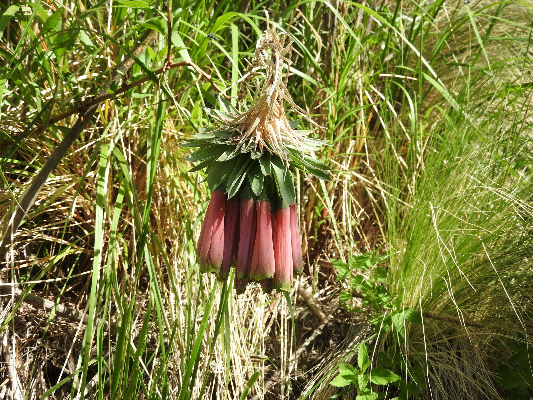 Image of Bomarea macrocephala Pax