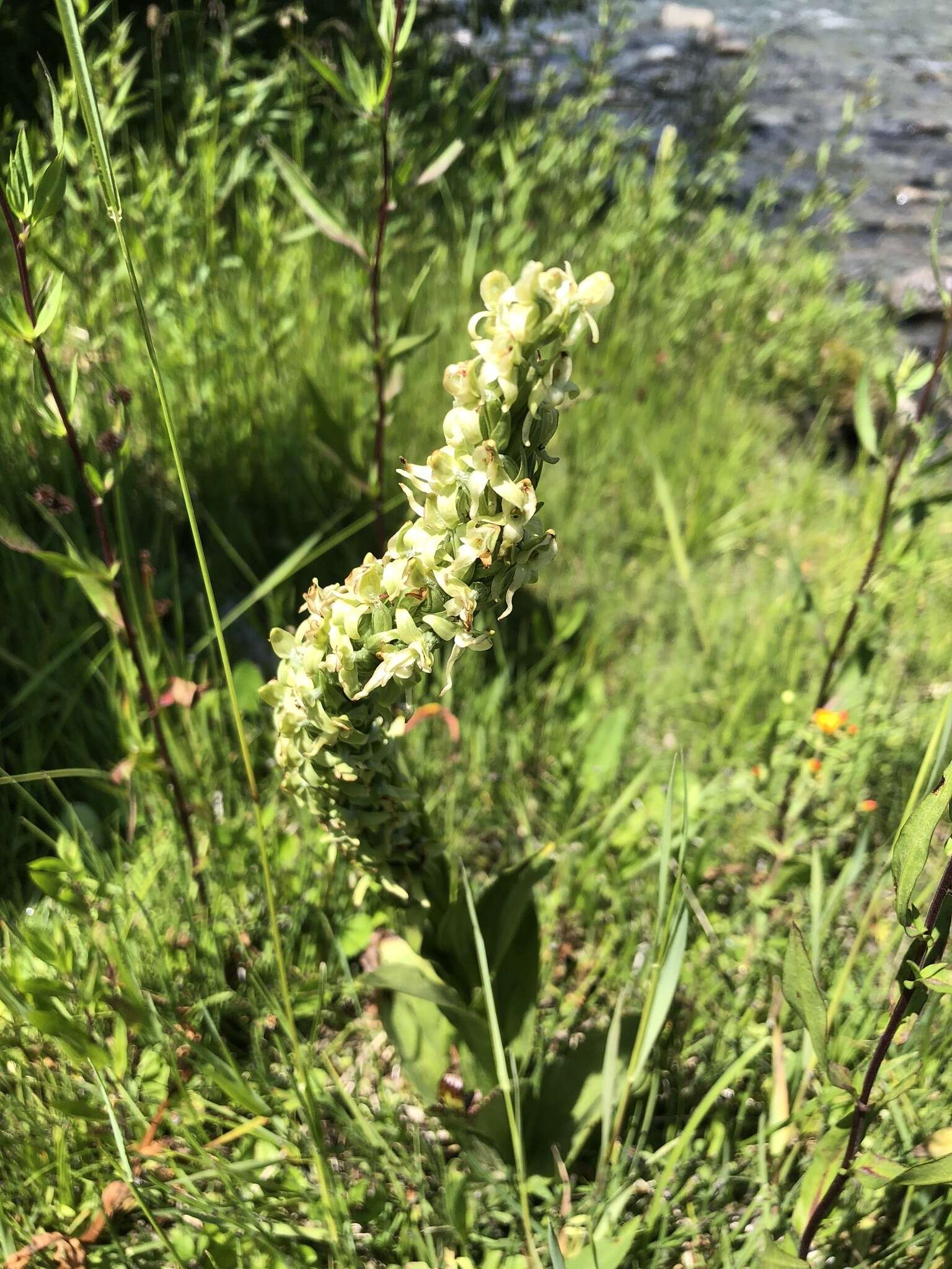 Imagem de Platanthera estesii W. J. Schrenk