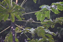 Image of Slaty-capped Flycatcher