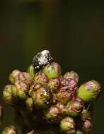 Image of Figwort weevil