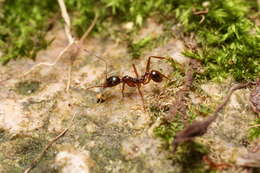 Image of Aphaenogaster famelica (Smith 1874)