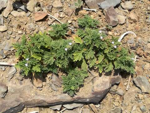 Image of supine vervain