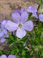 Image of Barleria monticola Oberm.