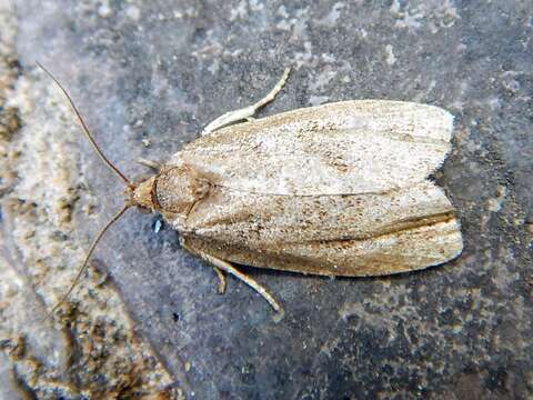 Imagem de Choristoneura fumiferana Clemens 1865