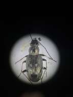 Plancia ëd Bembidion (Bracteon) inaequale Say 1823