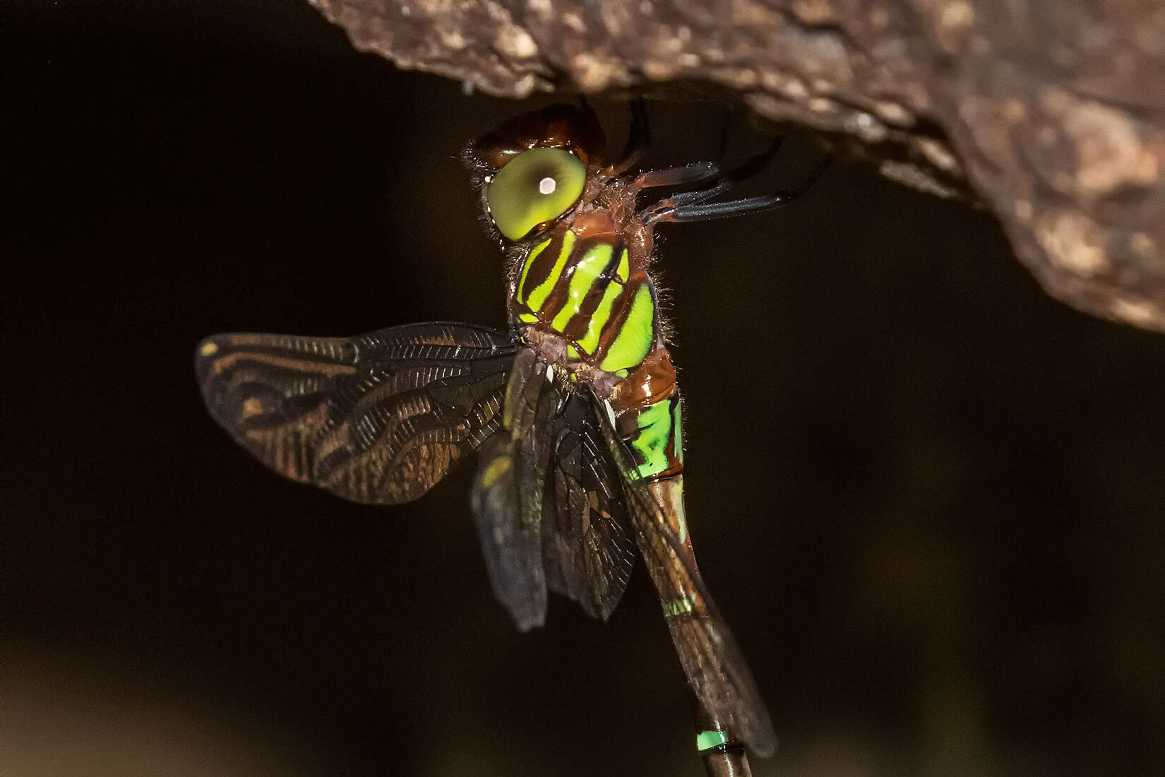 Image of Green-striped Darner