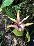 Image of Maxillaria striata Rolfe