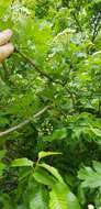 Image of Small-flowered Black Hawthorn