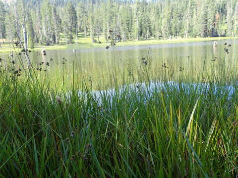 Imagem de Scirpus congdonii Britton