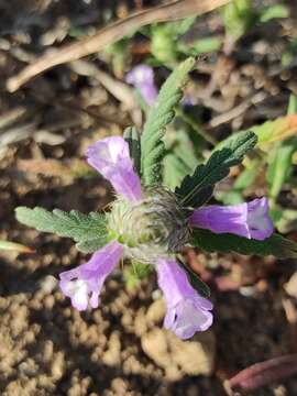 Image of Cleonia lusitanica (L.) L.