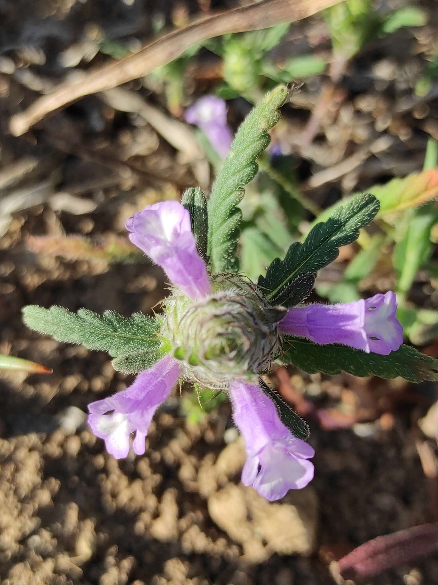 Image of Cleonia lusitanica (L.) L.