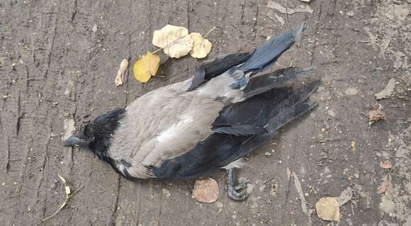 Imagem de Corvus cornix cornix Linnaeus 1758