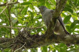 Image of Rufous-thighed Kite