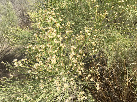 Image of desertbroom