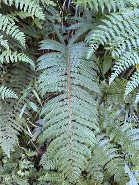 Image de Polystichum mucronifolium (Bl.) Nayar & Kaur