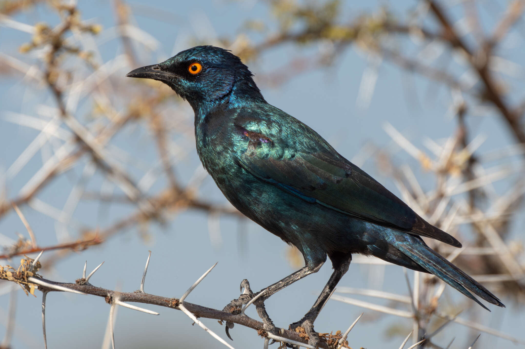 Image of Cape Glossy Starling