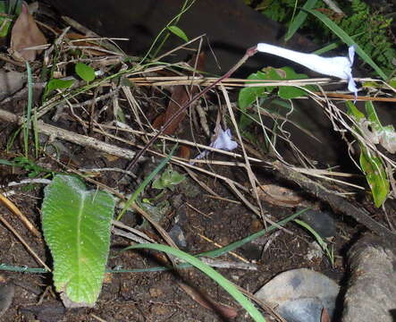 Image of Streptocarpus rexii (Hook.) Lindley