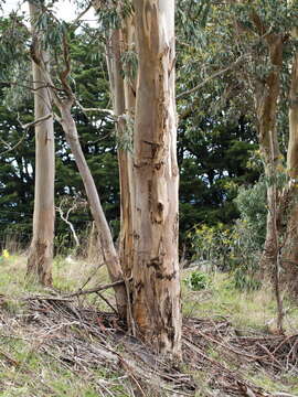 Plancia ëd Eucalyptus globulus subsp. bicostata (Maiden. Blakely & Simmonds) Kirkpatrick