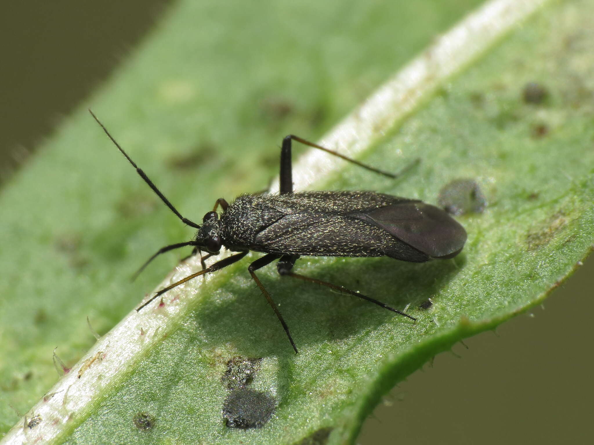 Image of Plant bug