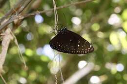 Euploea phaenareta Schaller 1785的圖片