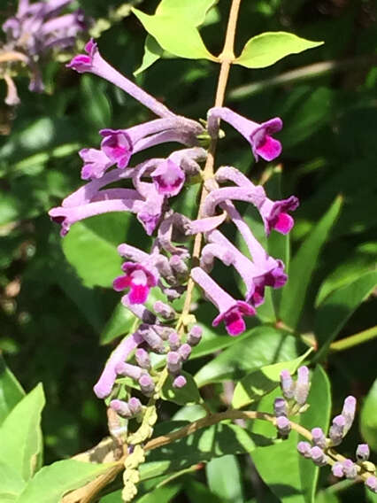 Image de Buddleja lindleyana Fortune ex Lindl.