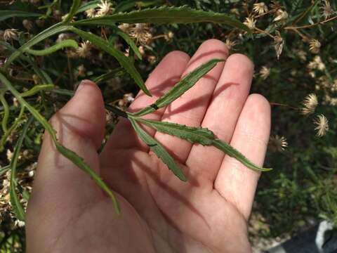 Senecio brasiliensis (Spreng.) Less.的圖片