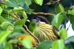 Image of Varied Honeyeater