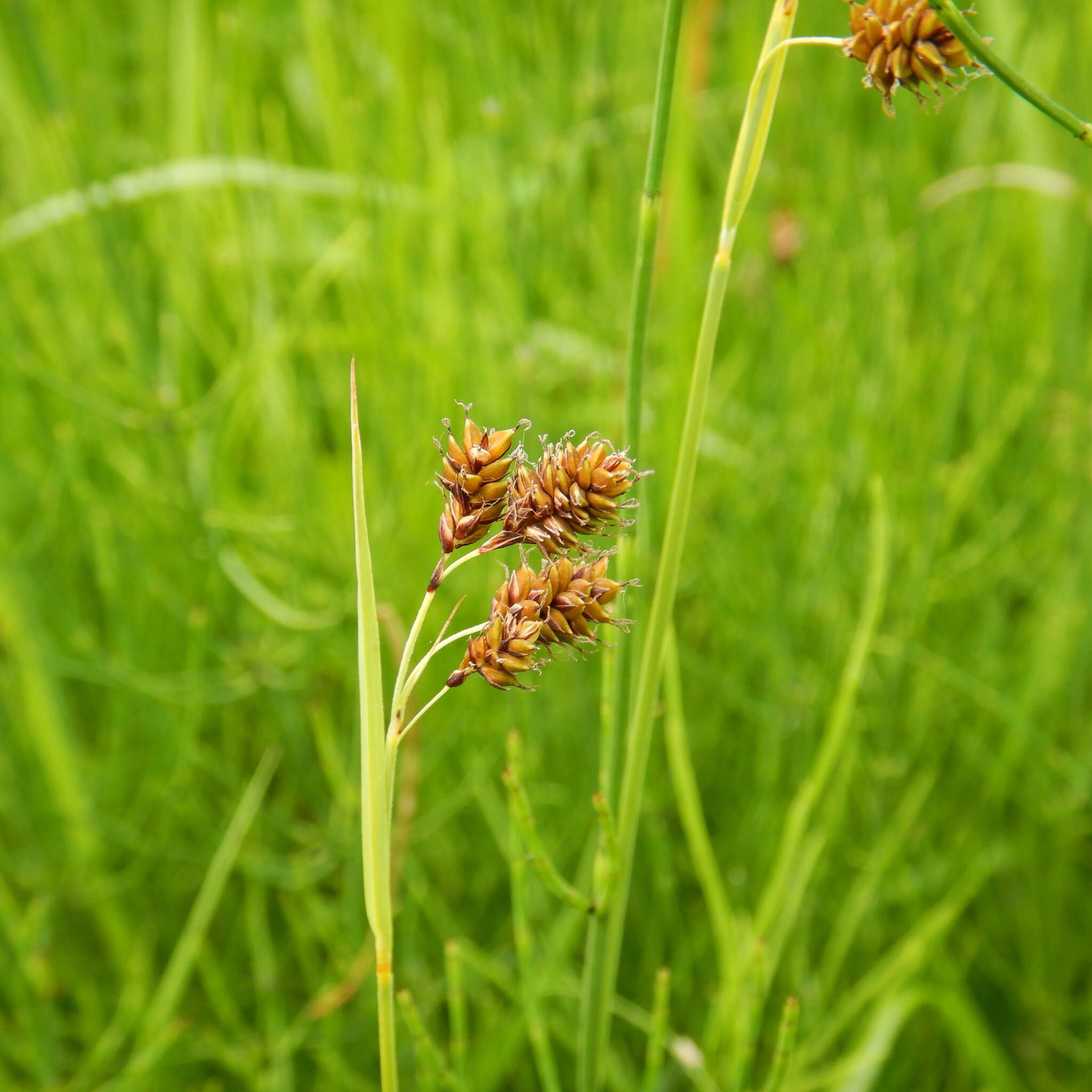 Image of scrabrous black sedge