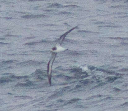 Image of Hawaiian Petrel