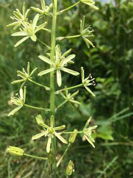 Слика од Ornithogalum pyrenaicum L.